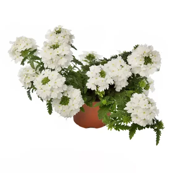 Verbena Lanai White