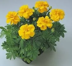Marigold Durango Gold 