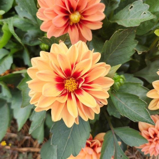 Dahlia Apricot + Red Eye