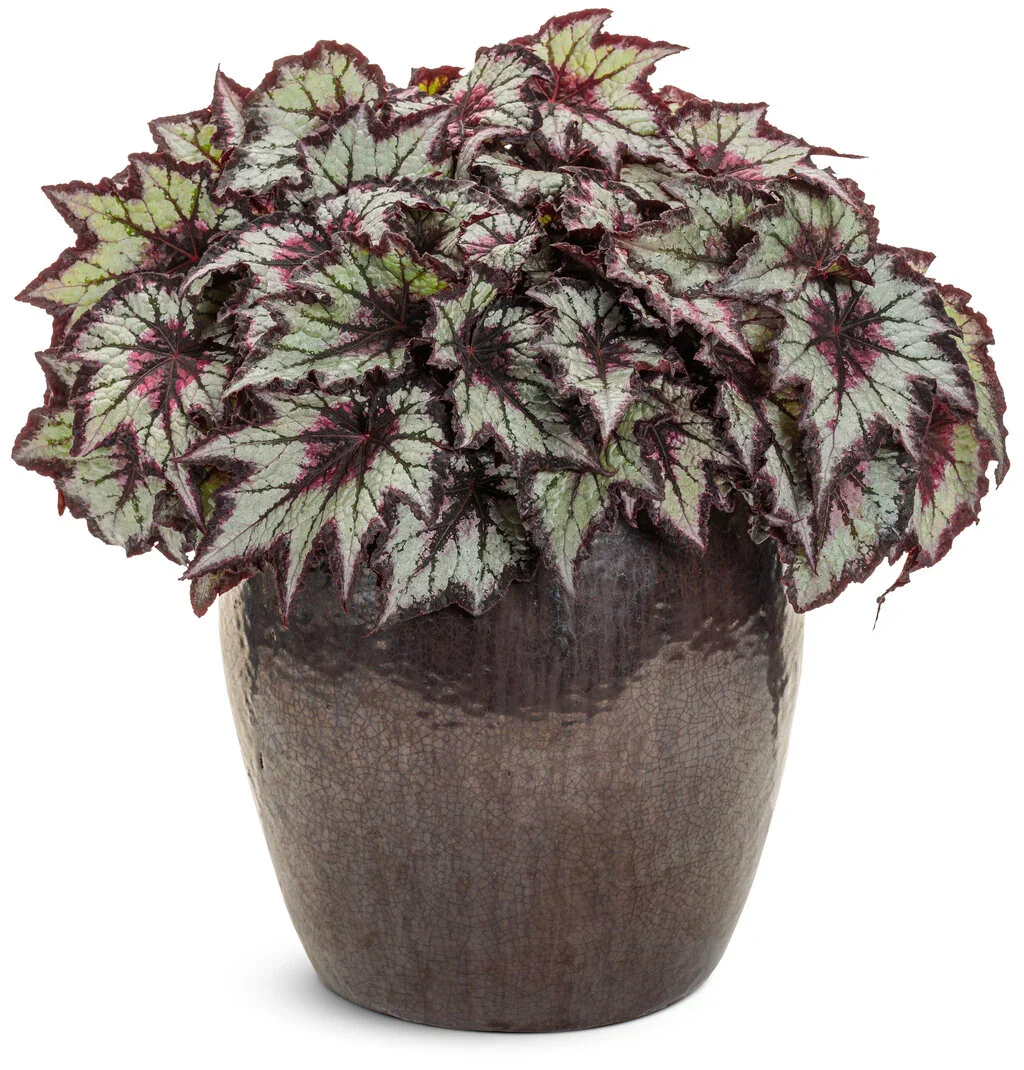 Begonia Space Age Black Hole