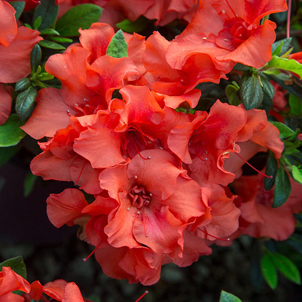 Encore Azalea
