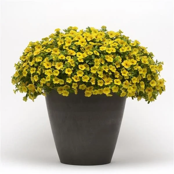 Calibrachoa MF Neo Deep Yellow