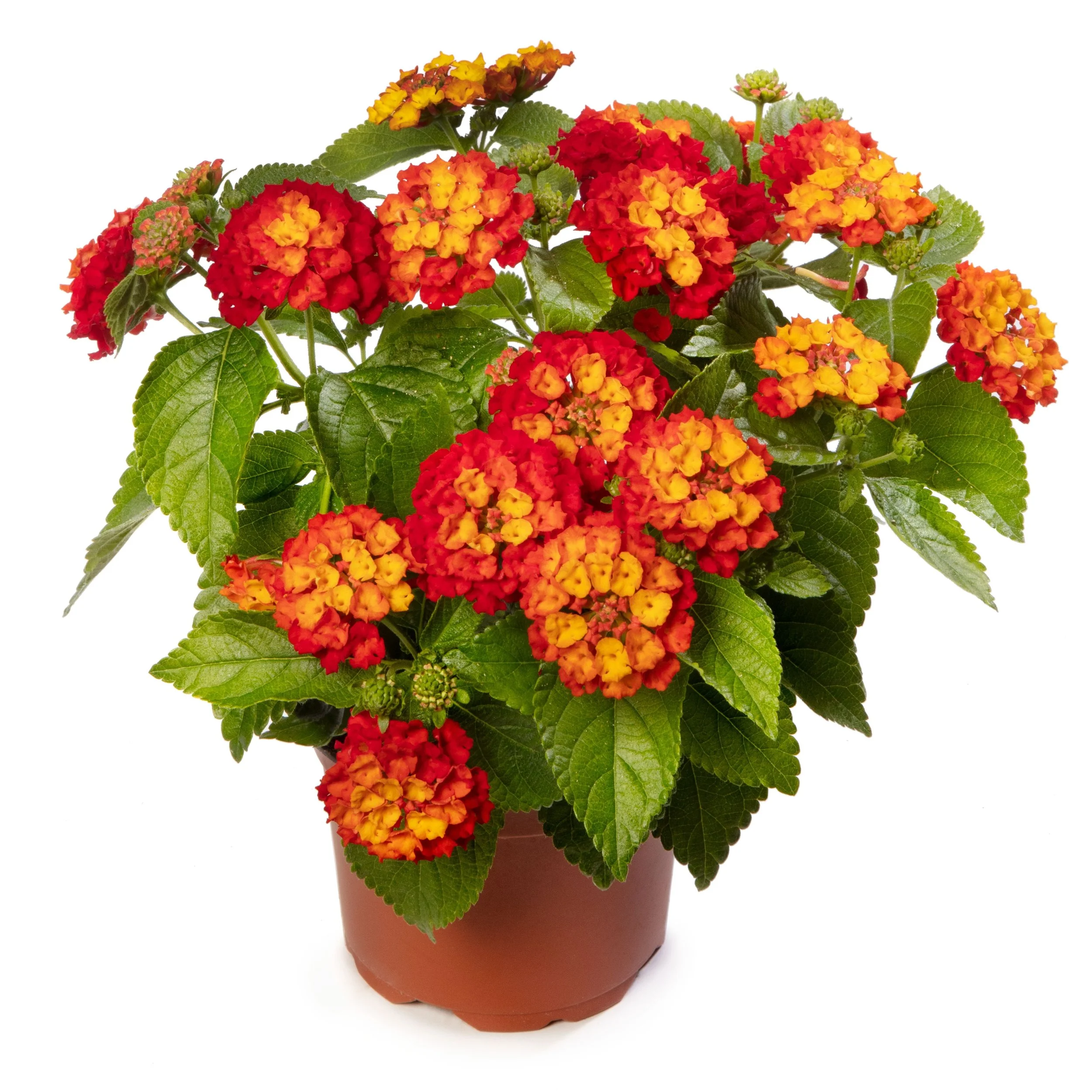 Lantana Hot Blooded Red