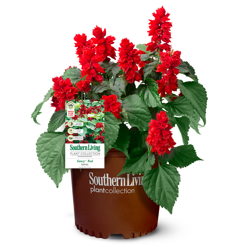 Salvia splendens Saucy Red