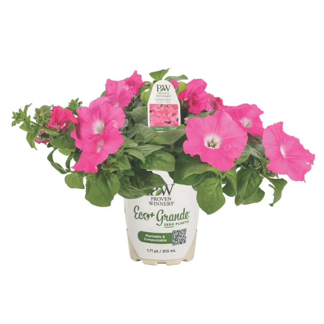 Petunia S-Tunia Giant Pink