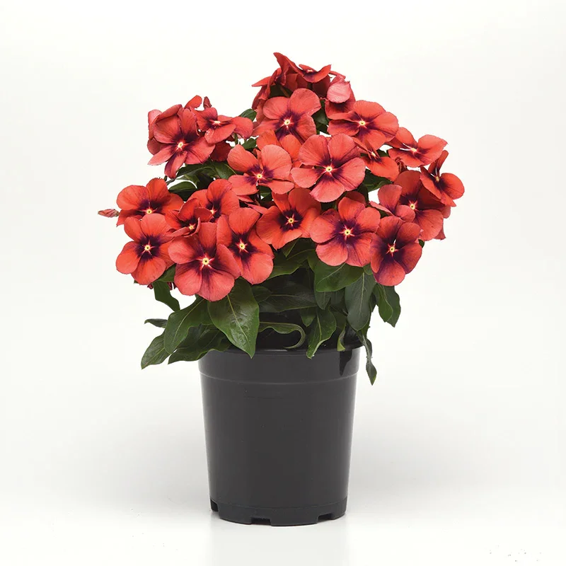 Vinca Tattoo Tangerine