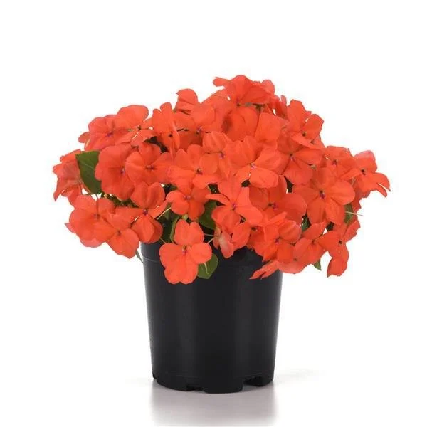 Impatiens Beacon Orange