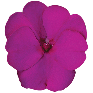 Sunpatiens Compact Purple