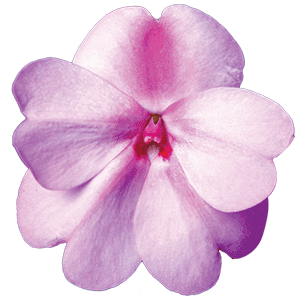 Sunpatiens Compact Lavender Splash