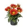 Gazania Kiss Frosty Orange Flame