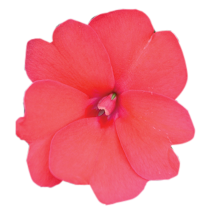 Sunpatient Compact Deep Rose