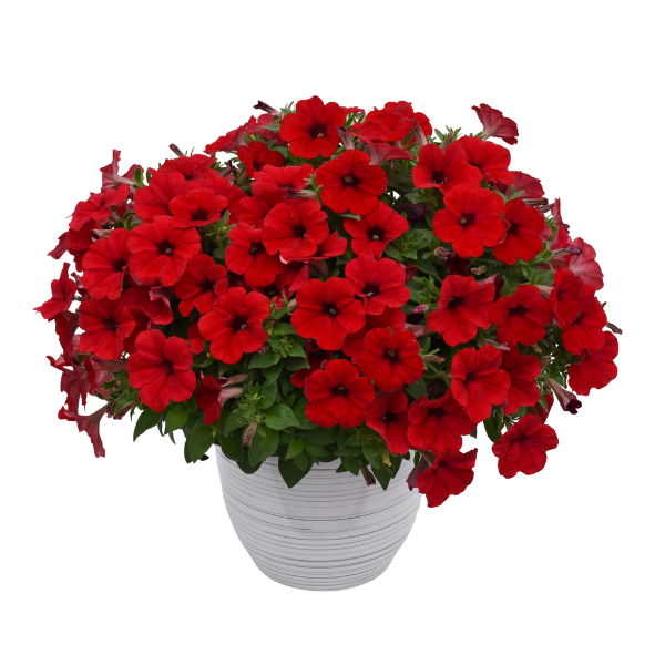 Petunia Inferno The Red!