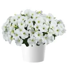 Petunia Surfinia White Imp