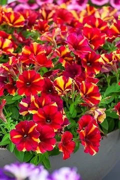 Petunia Crazytunia Tiki Torch