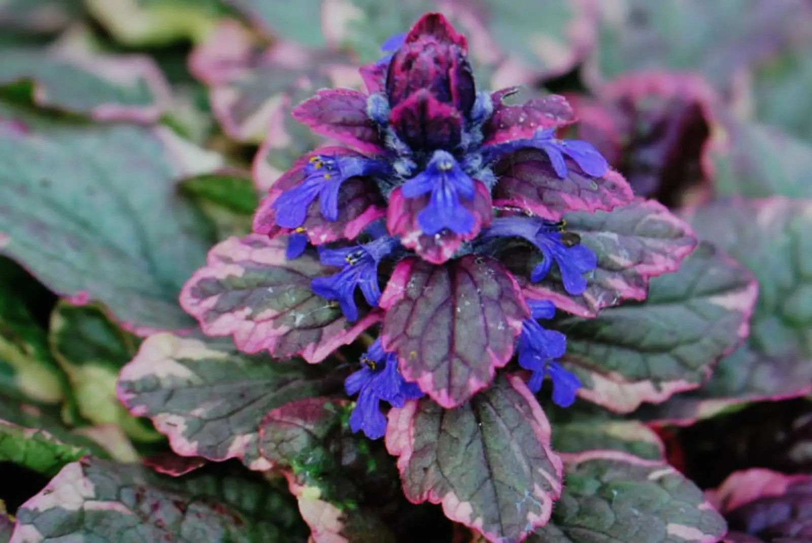 Bugleweed