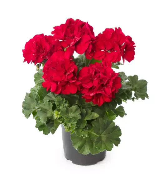Geranium Calliope Med Dark Red