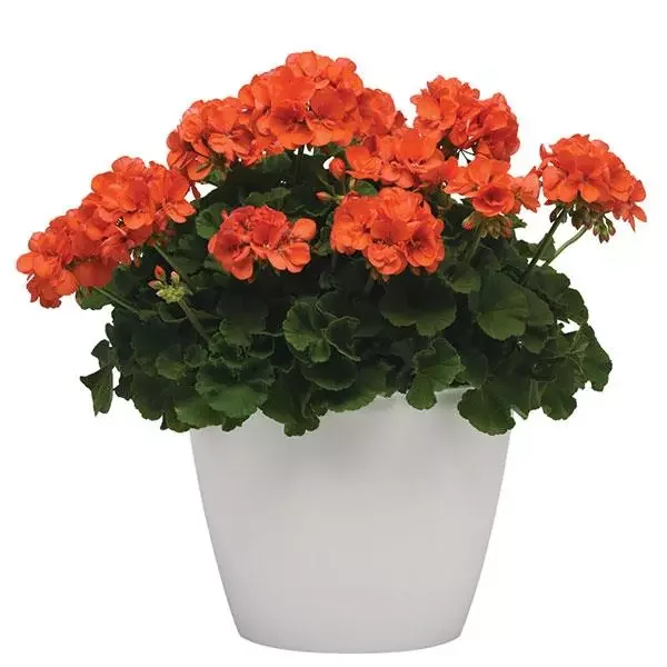 Geranium Zoal Rocky Mountain Orange