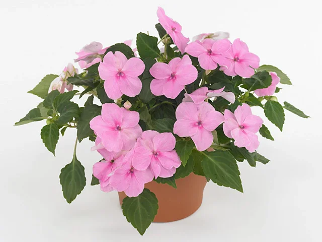 Impatiens Super Elfin Pink