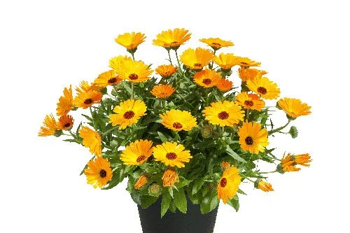 Calendula Power Daisy Mango