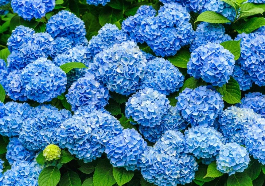 Nikko Blue
