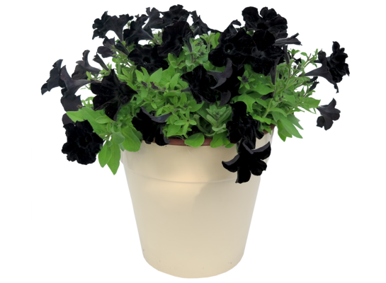 Petunia Crazytunia Black Mamba