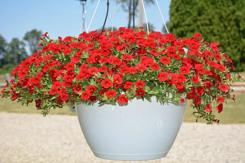 Calibrachoa MF Neo Vampire