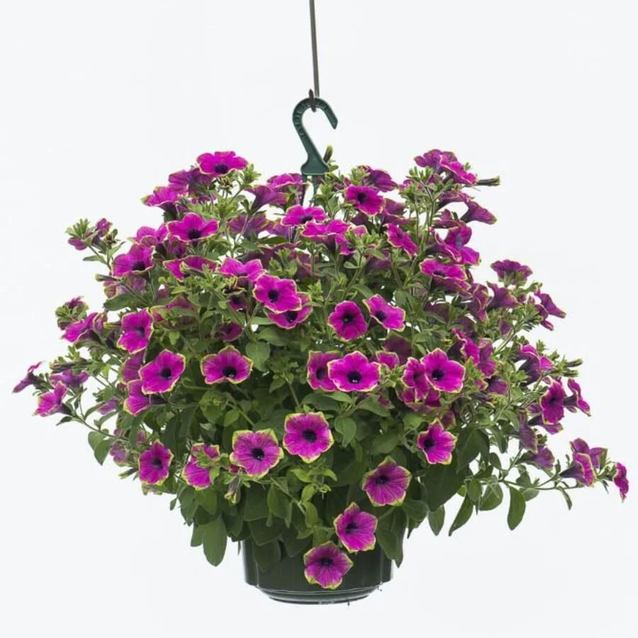 Petunia Purple Vein Green Edge
