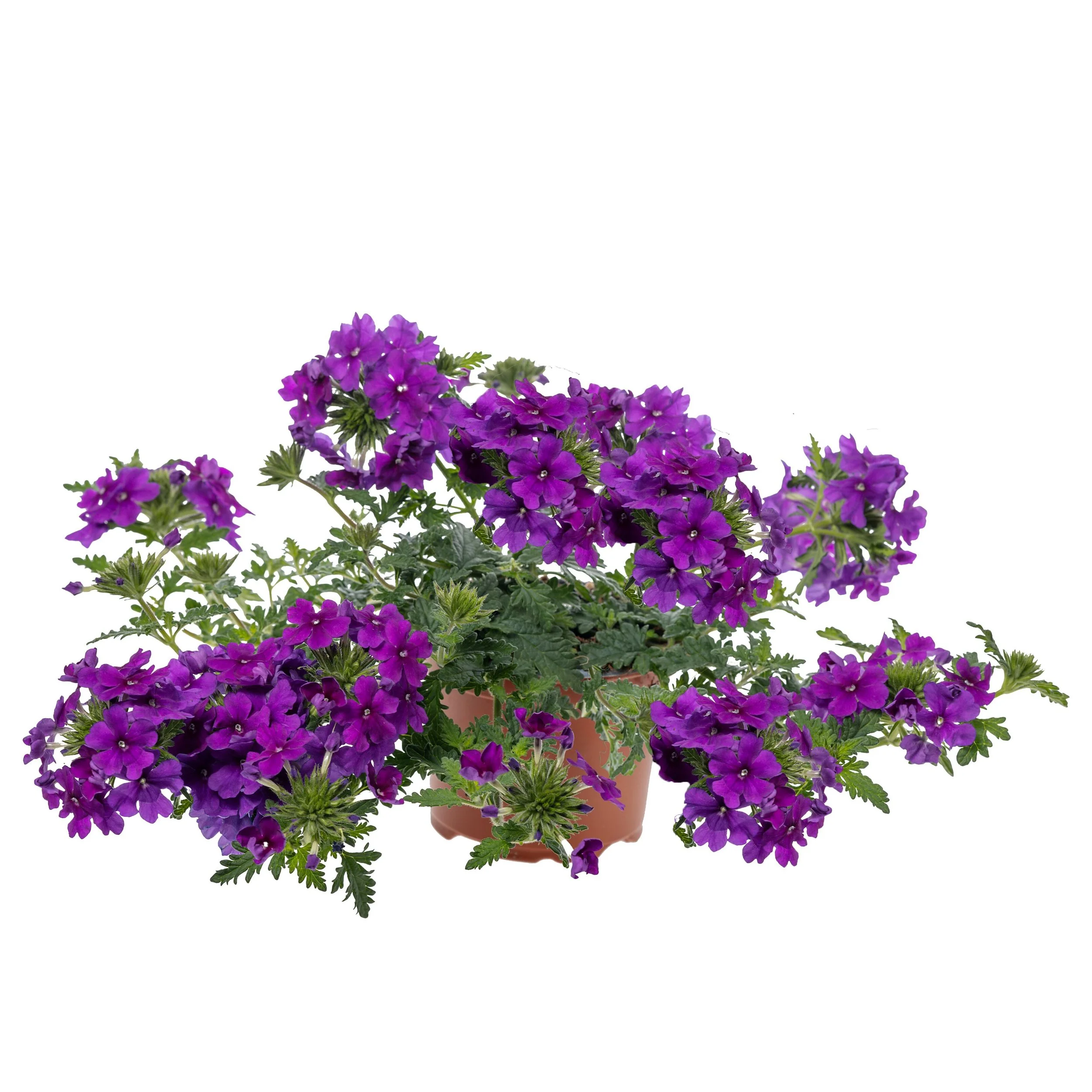 Verbena Lanai Blue Imp