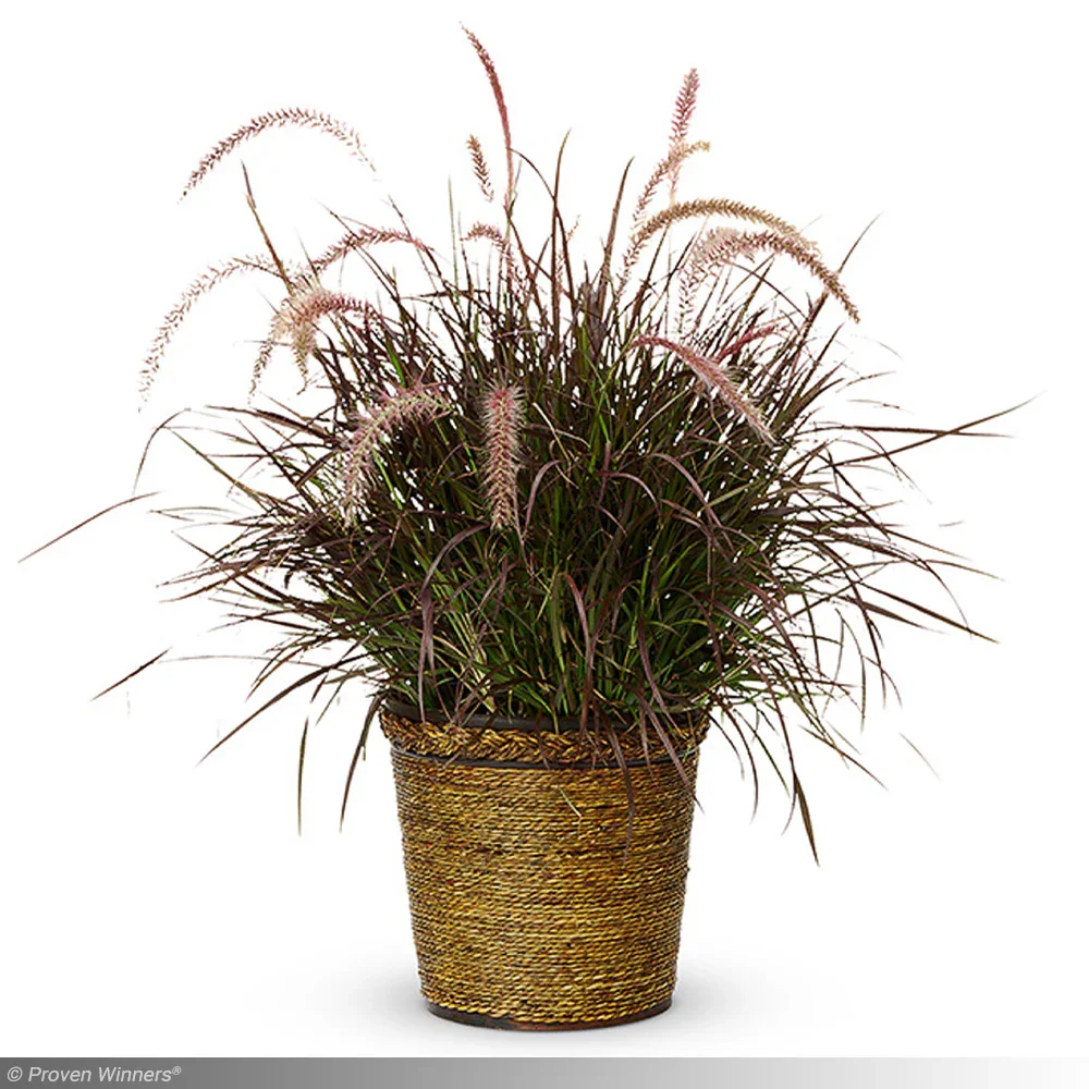 Grass Pennisetum Rubrum