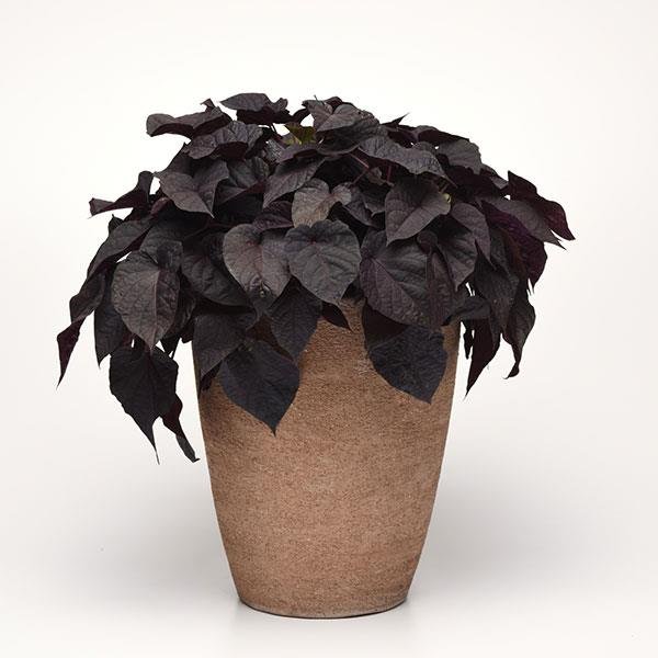 Ipomoea Sidekick Heart Black
