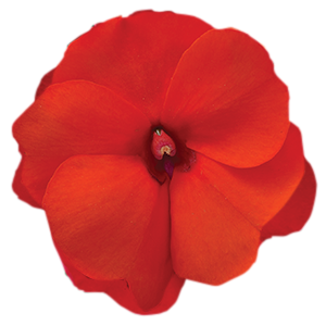 Sunpatiens Compact Hot Coral