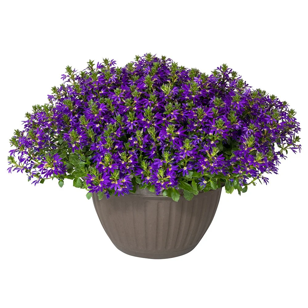 Scaevola Surdiva Blue Violet Imp