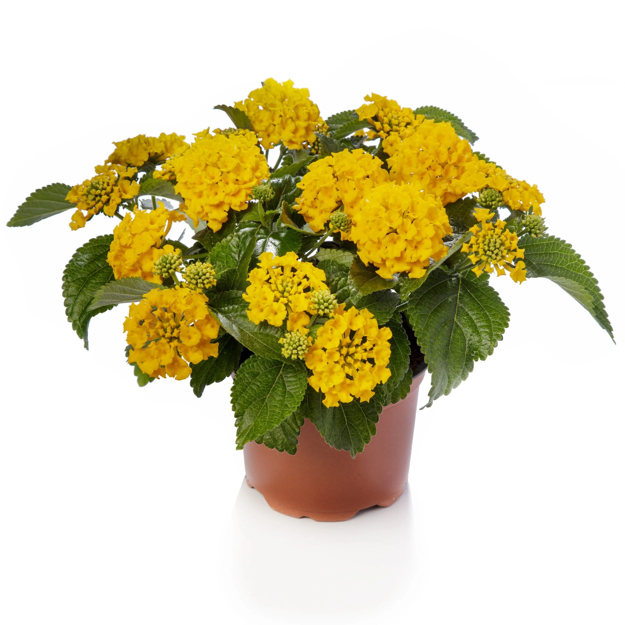 Lantana Bandana Gold