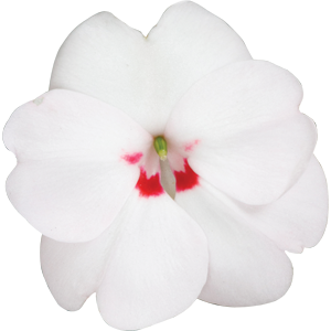 Sunpatiens Vigorous Sweetheart White