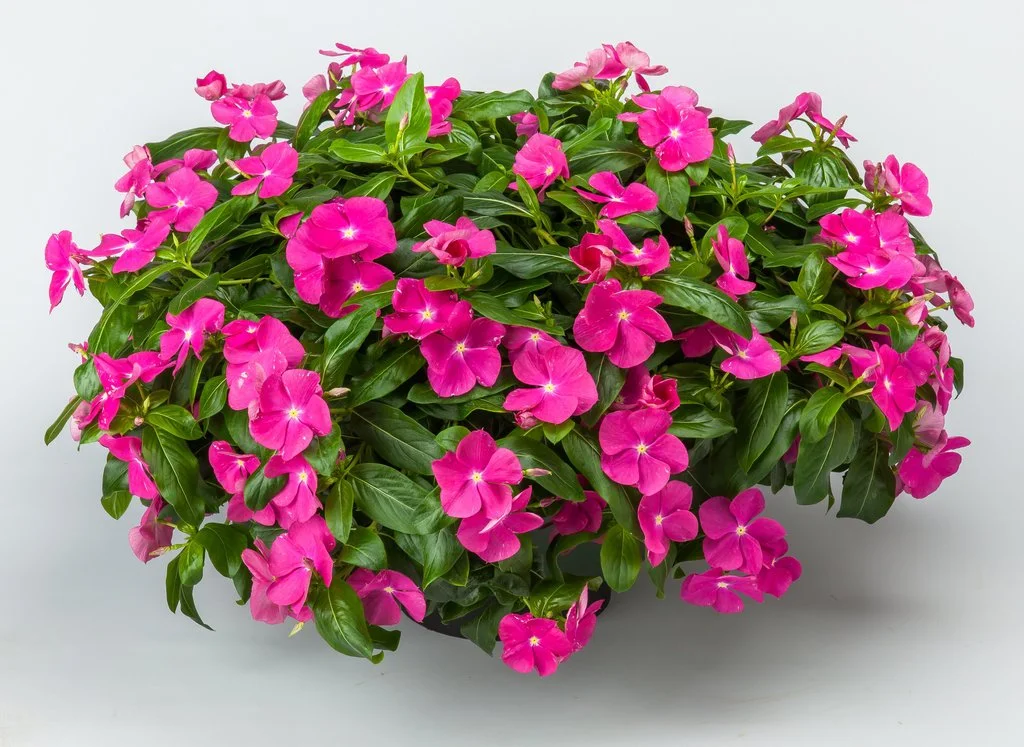 Vinca Cora Cascade Violet
