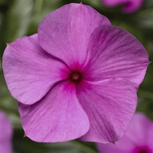 Vinca Victory Lavender