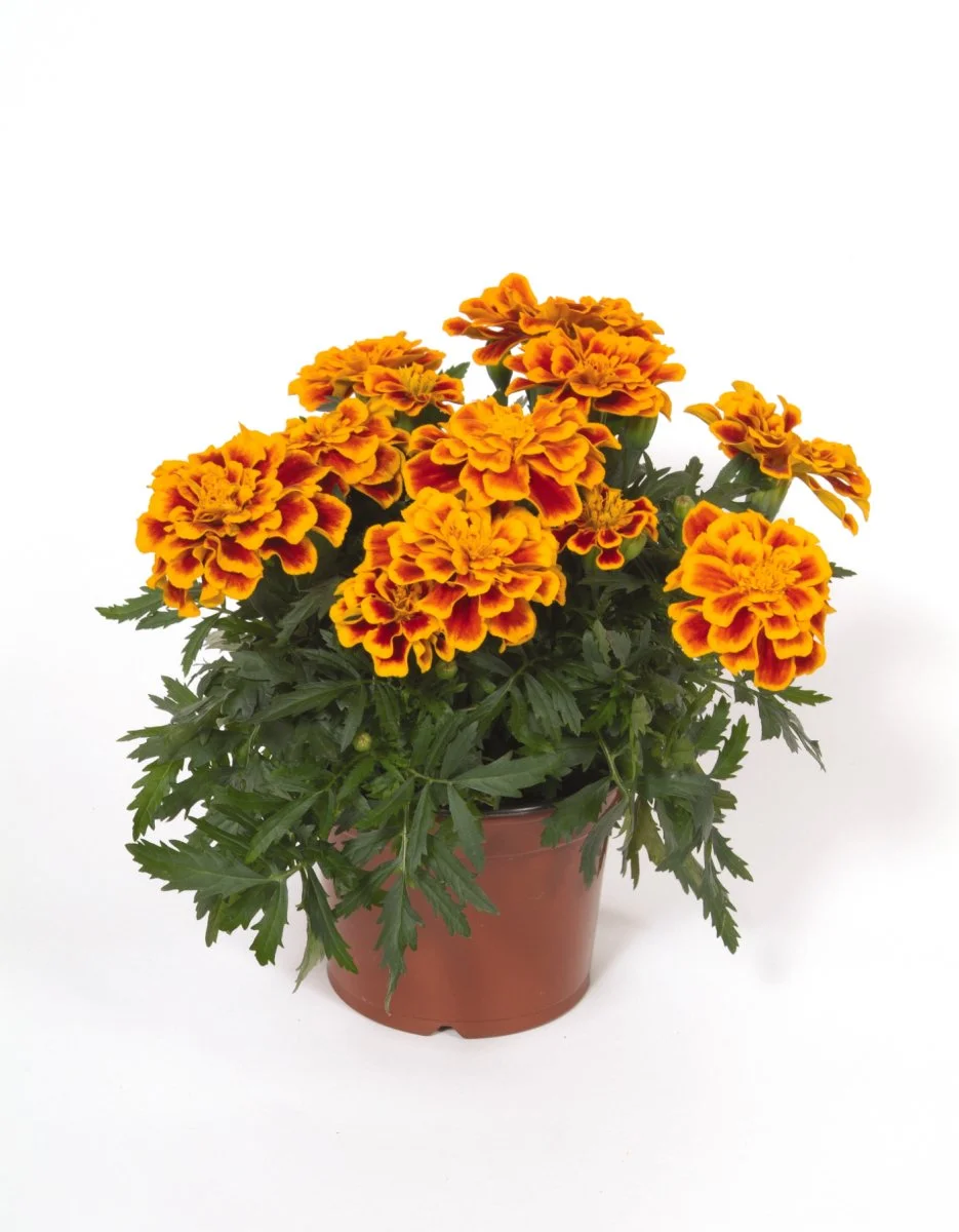Marigold Durango Bee 