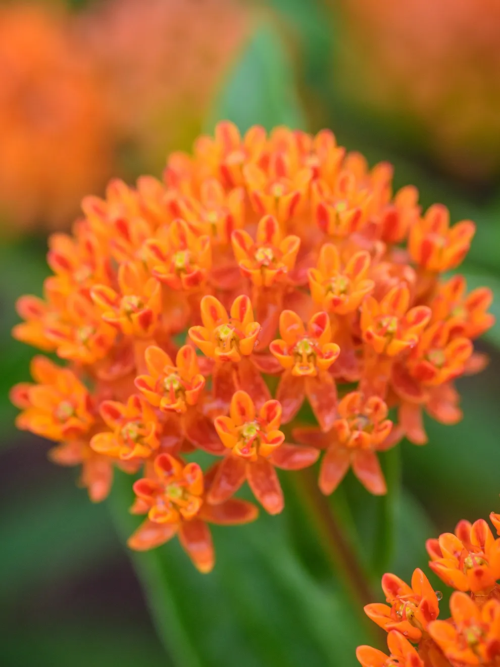 Butterfly Weed