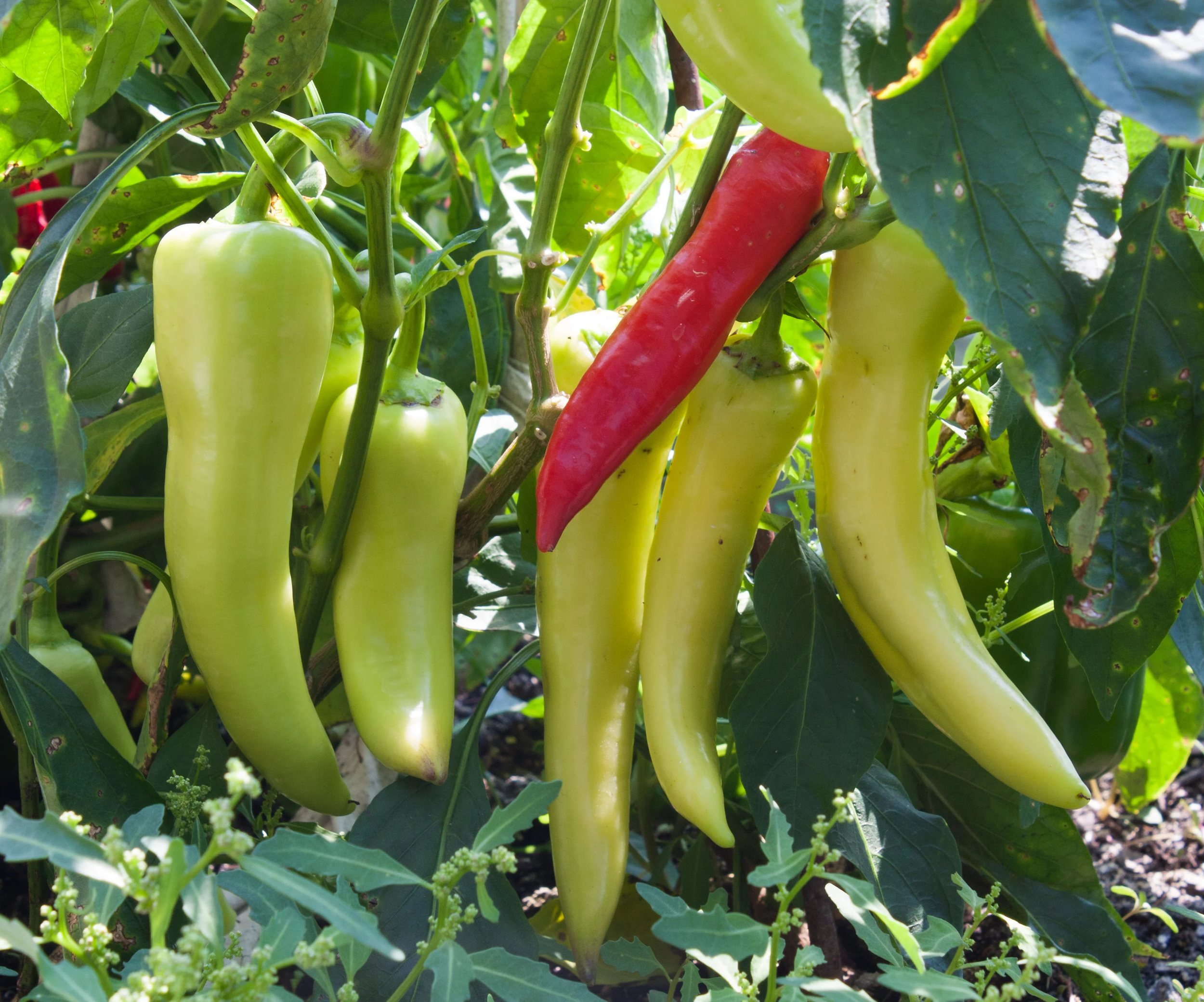 Sweet Banana