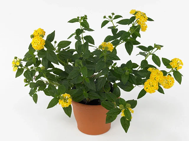 Lantana Bandana Yellow