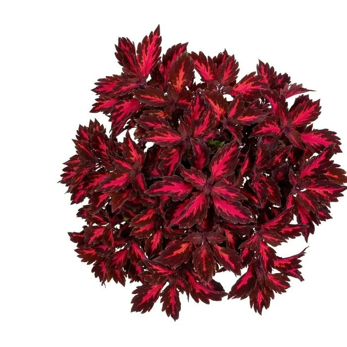 Coleus Down Town Royalty