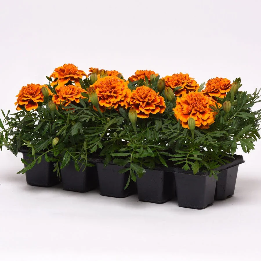 Marigold Bonanza Flame