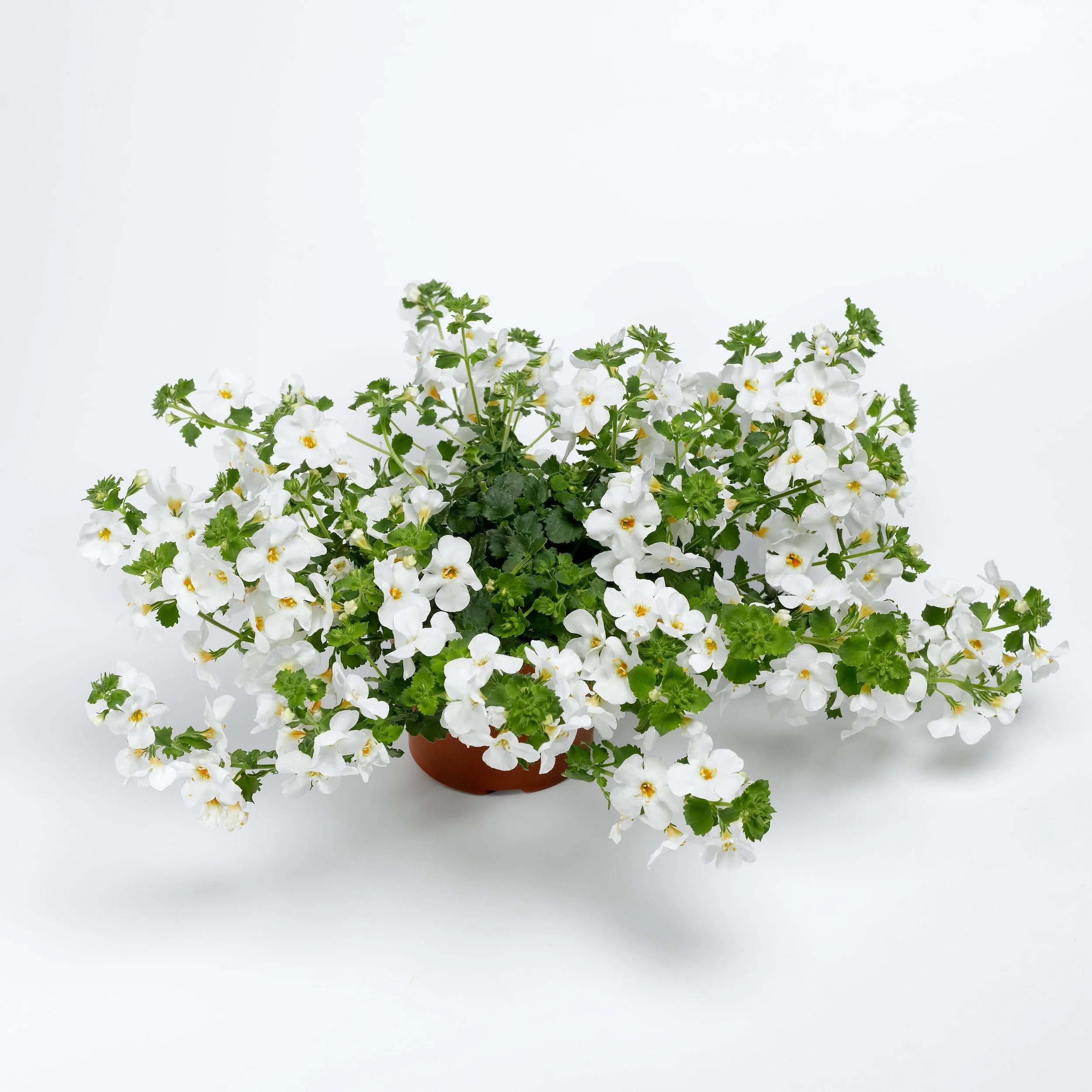 Bacopa/Sutera Calypso Jumbo White