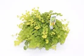 Lysimachia Golden