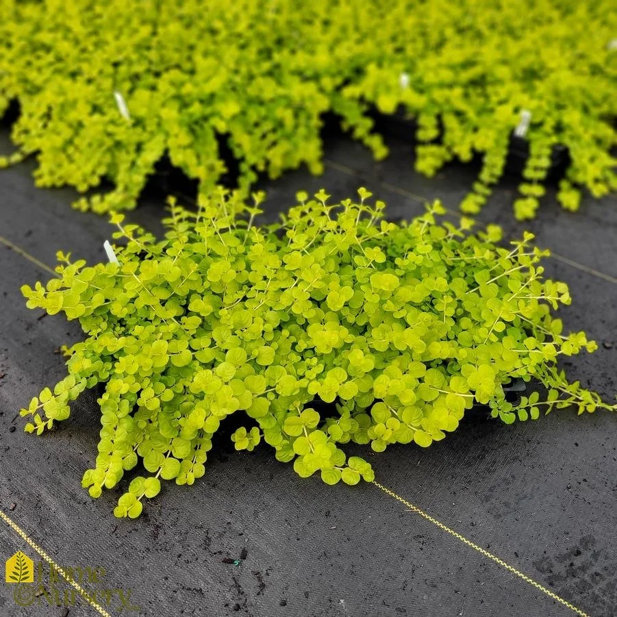 Lysimachia Golden