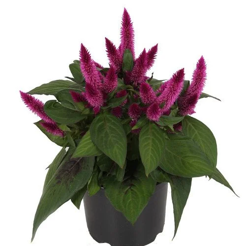 Celosia Intenz Dark Purple