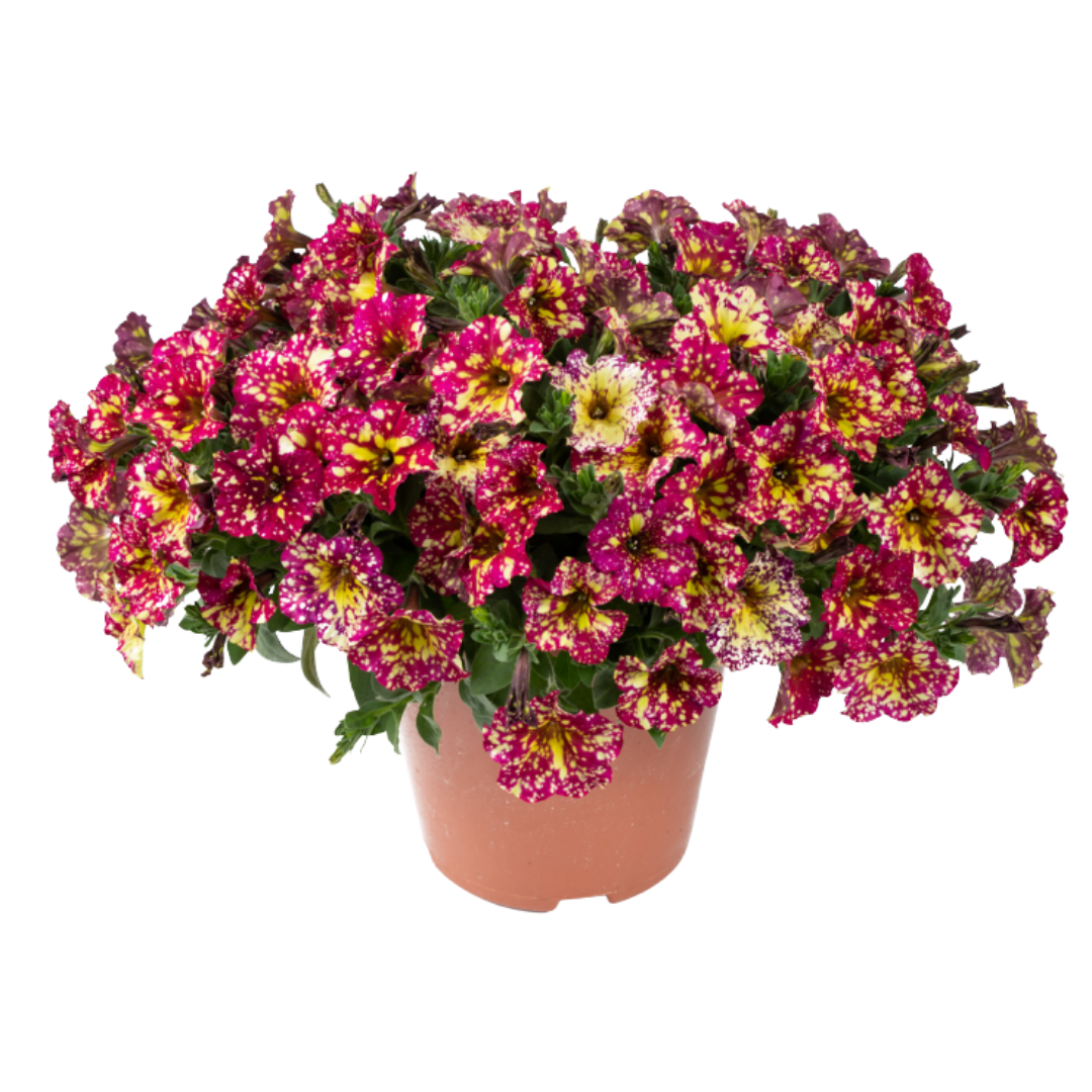 Petunia Fun House Peach Melba