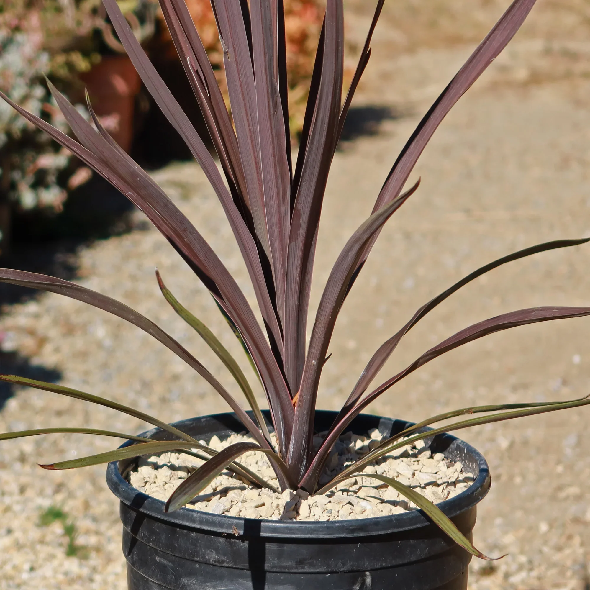 Cordyline Red Sensation