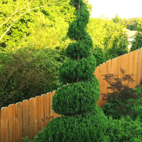 Spiral Topiary