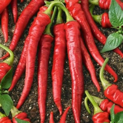 Cayenne Long Red Slim